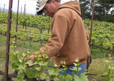 Joe tending to the vines