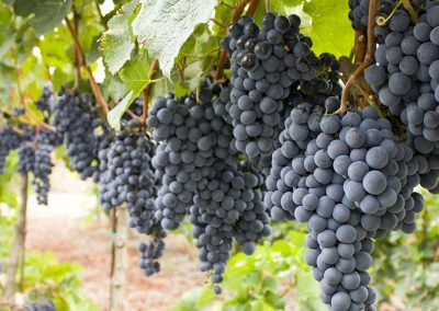 Tondre grapes on the vine photo.
